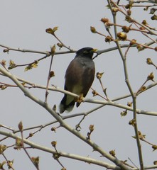 Acridotheres tristis