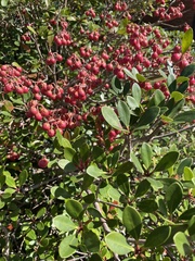 Ternstroemia gymnanthera