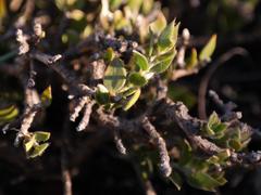 Amphithalea micrantha