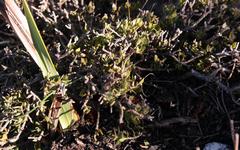 Amphithalea micrantha