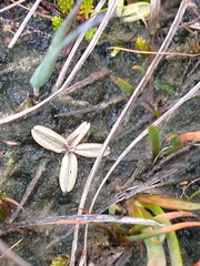 Pinguicula lusitanica