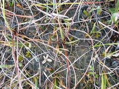 Pinguicula lusitanica