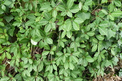 Parthenocissus henryana