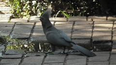 Corythaixoides concolor bechuanae