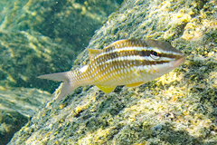 Parupeneus ciliatus