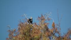 Corythaixoides concolor bechuanae