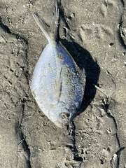 Peprilus triacanthus