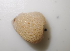 Brattegardia nanseni