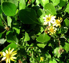 Osteospermum moniliferum rotundatum