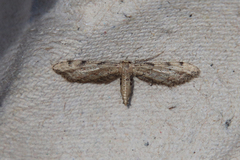 Idaea attenuaria