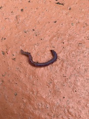 Oligochaeta