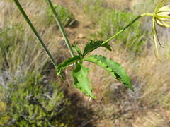 Hibiscus caesius caesius