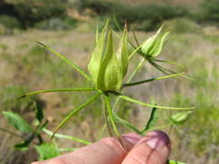 Hibiscus caesius caesius