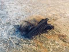 Eptesicus furinalis