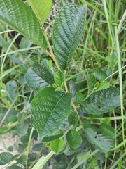 Alnus cremastogyne
