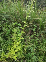 Artemisia lactiflora