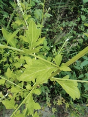 Artemisia lactiflora