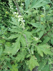 Artemisia argyi