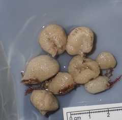 Brattegardia nanseni