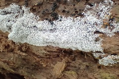 Ceratiomyxa fruticulosa fruticulosa