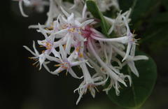 Dais cotinifolia