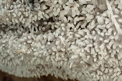 Ceratiomyxa fruticulosa fruticulosa