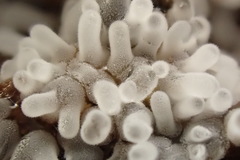 Ceratiomyxa fruticulosa fruticulosa