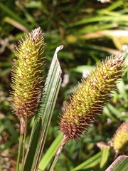Carex typhina