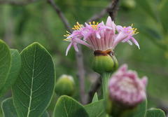 Dais cotinifolia