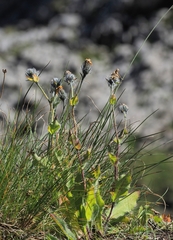 Hieracium villosum