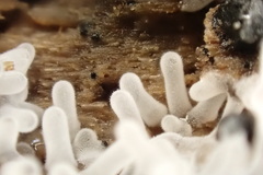 Ceratiomyxa fruticulosa fruticulosa
