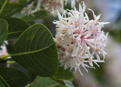 Dais cotinifolia