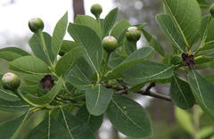 Dais cotinifolia