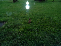 Lepus europaeus europaeus