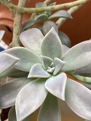 Graptopetalum