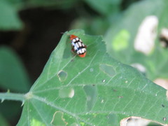 Disonycha scriptipennis