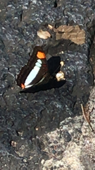 Adelpha iphicleola