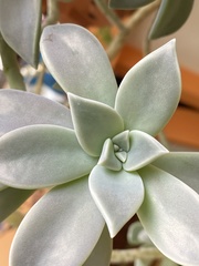 Graptopetalum
