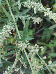 Artemisia umbrosa