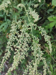Artemisia umbrosa