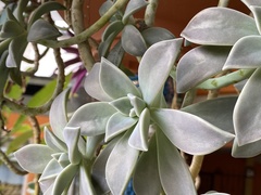 Graptopetalum