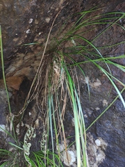 Muhlenbergia japonica