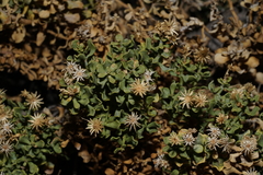 Ericameria cuneata cuneata