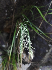 Muhlenbergia japonica