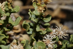 Ericameria cuneata cuneata