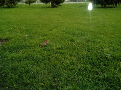 Lepus europaeus europaeus