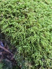 Sciuro-hypnum reflexum