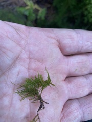 Sciuro-hypnum reflexum