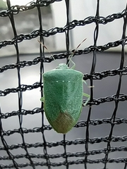 Nezara viridula
