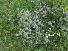 Eryngium caeruleum
